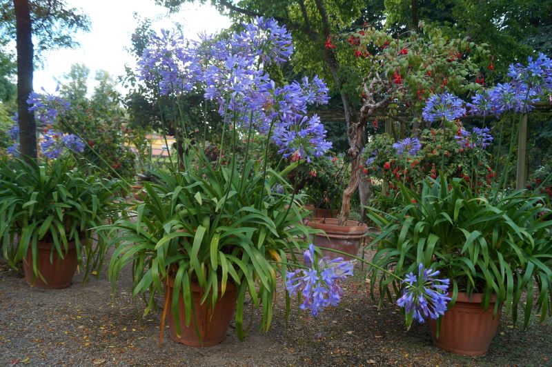 fuschia have
